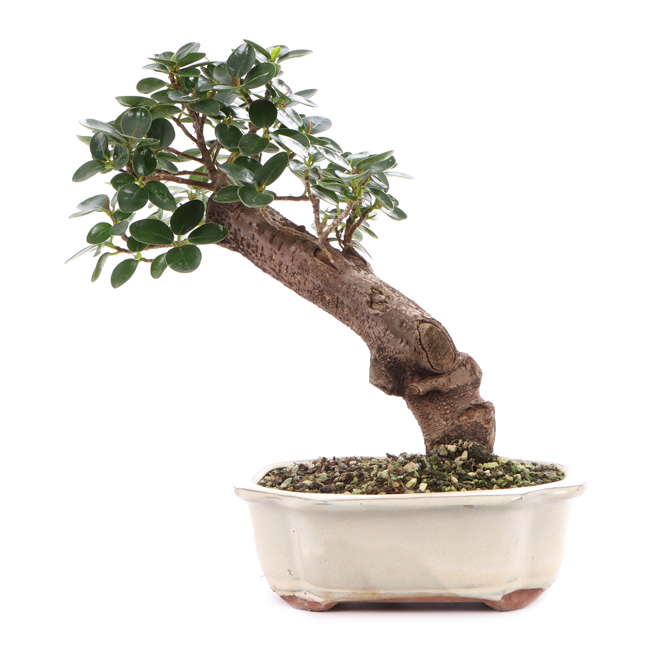 Ficus Microcarpa Shiny Tropical Bonsai Indoor Bonsai Bonsai