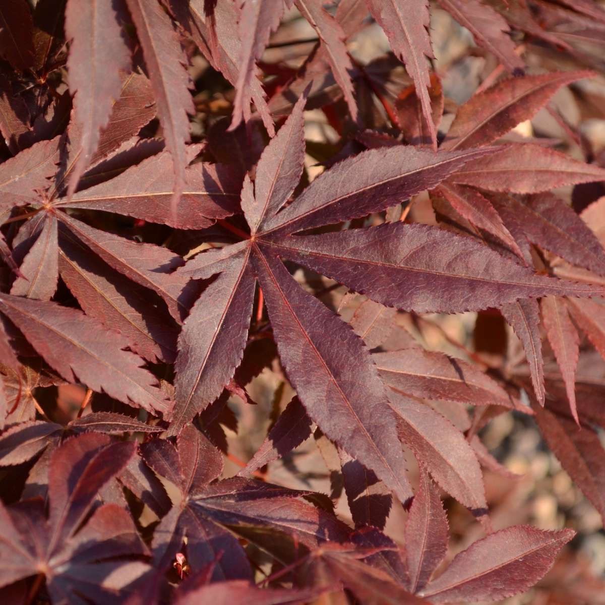 Acer Palmatum Atropurpureum Jungpflanzen Bonsai Outdoor Bonsai