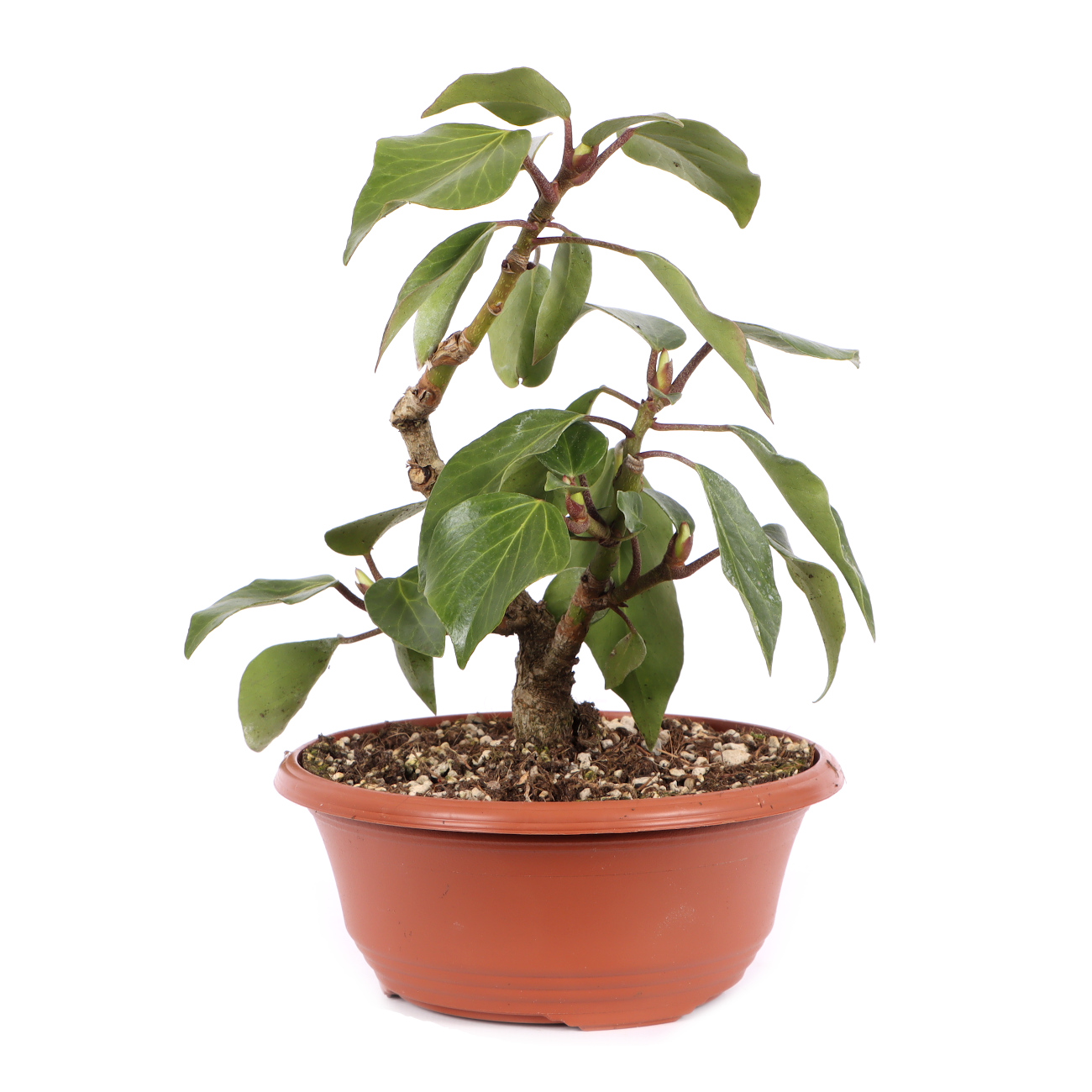 Hedera colchica 'Fall Favourite'