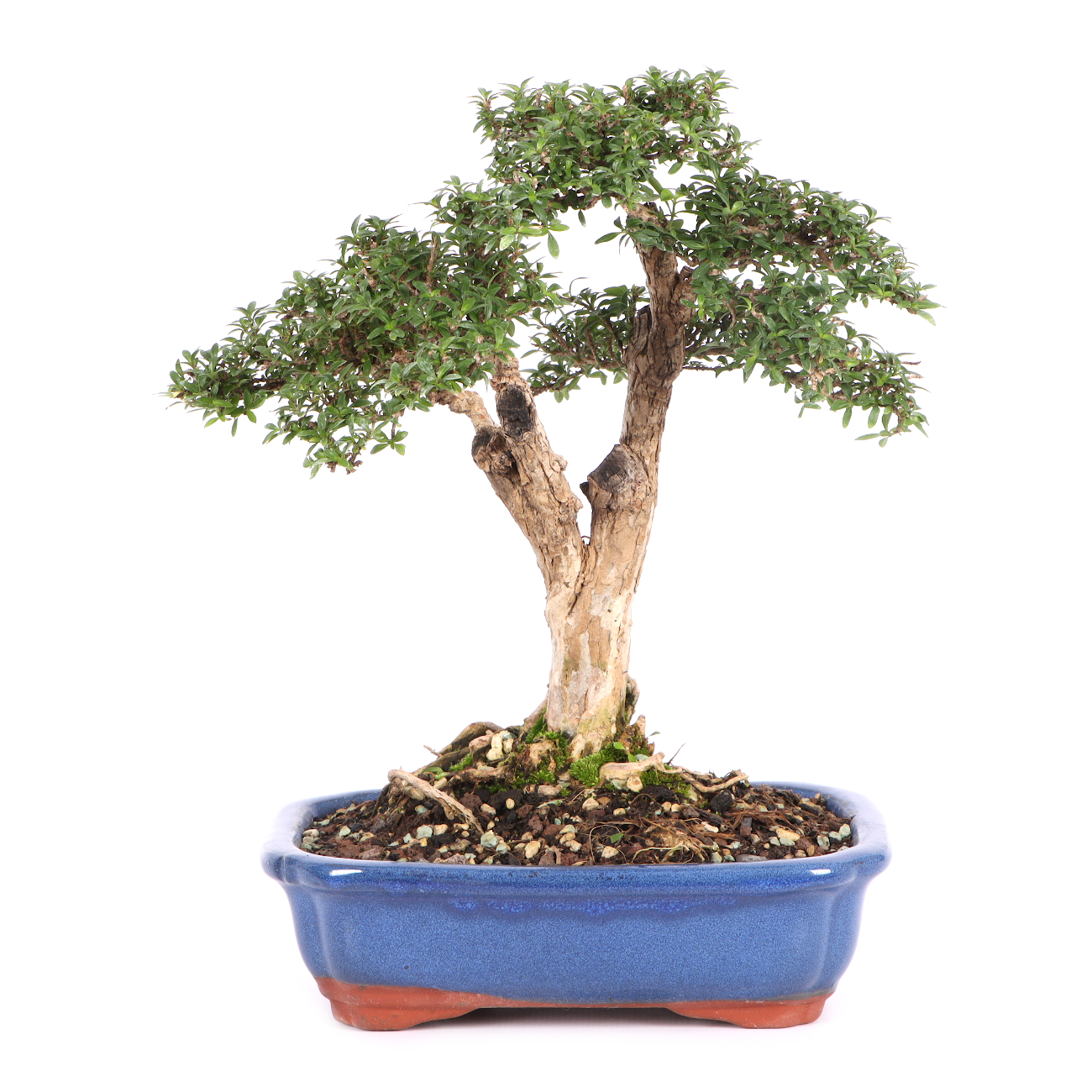 Serissa foetida 'Micro'