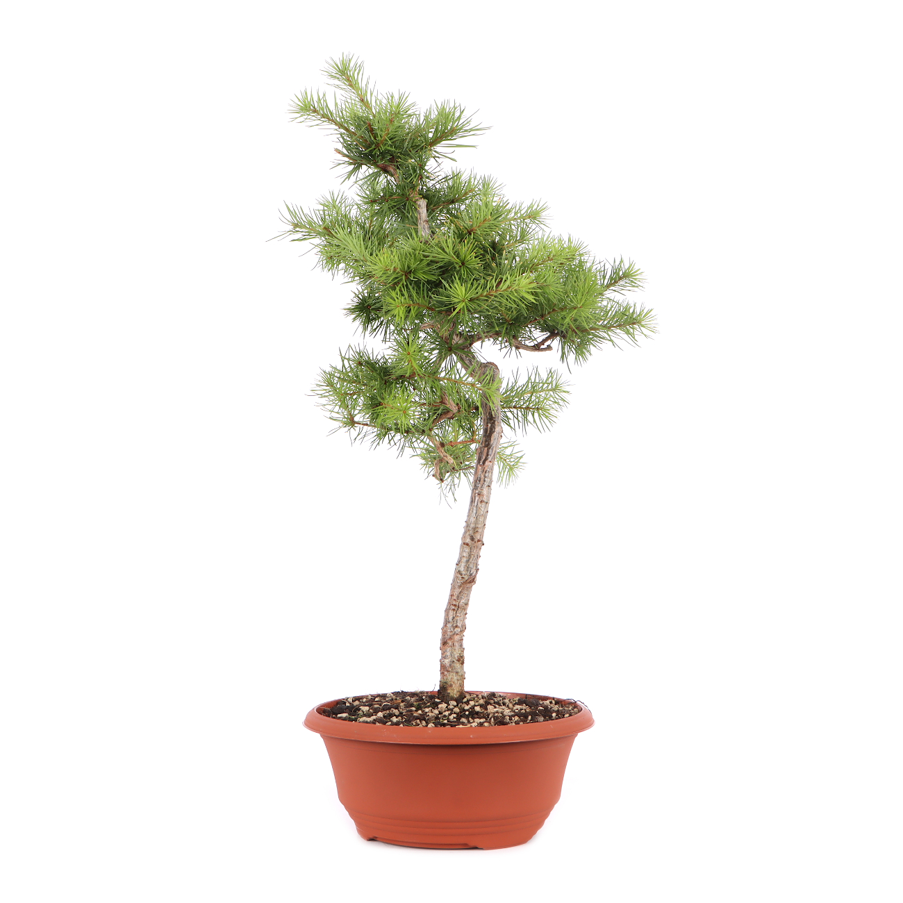Larix kaempferi