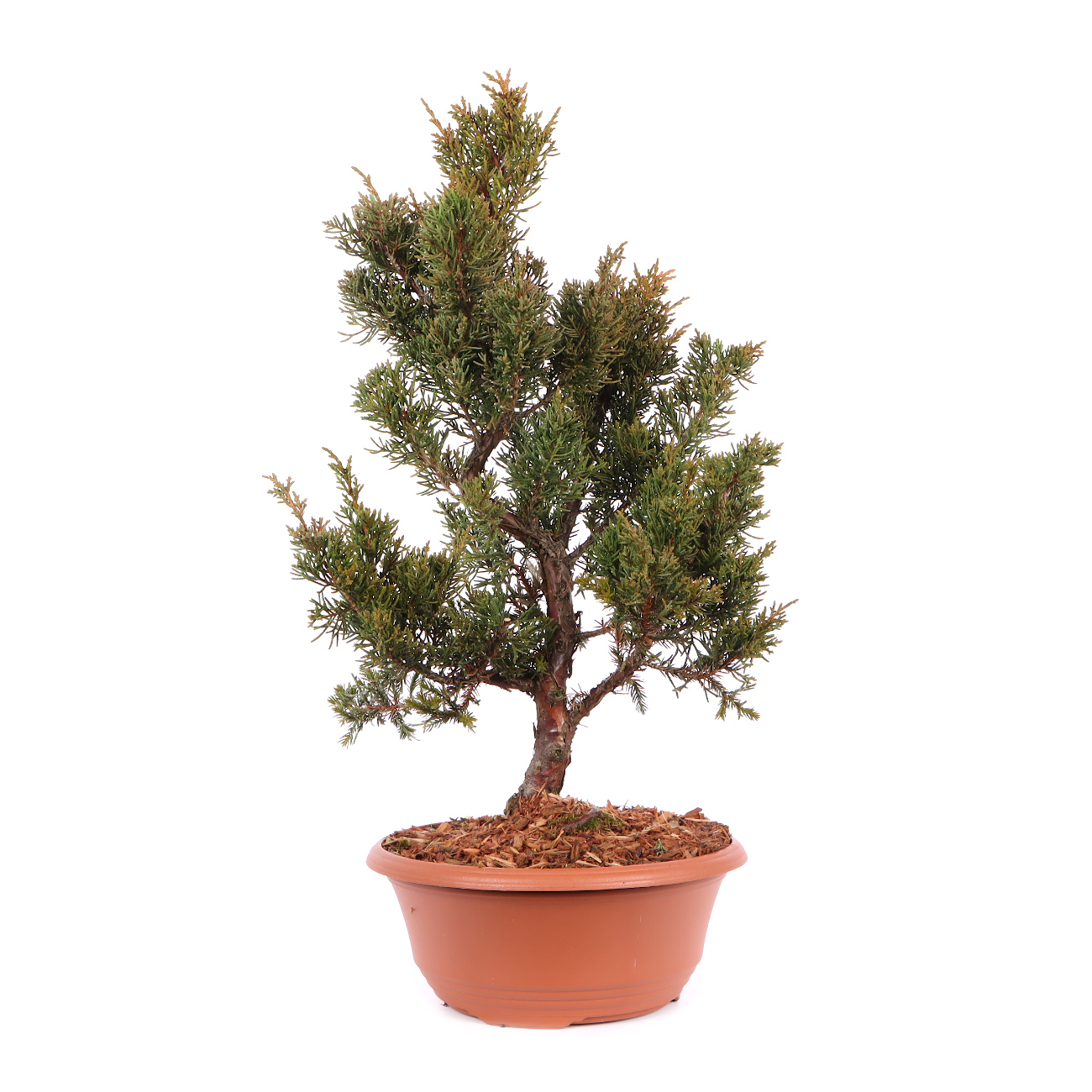 Juniperus chinensis 'Blaauw'