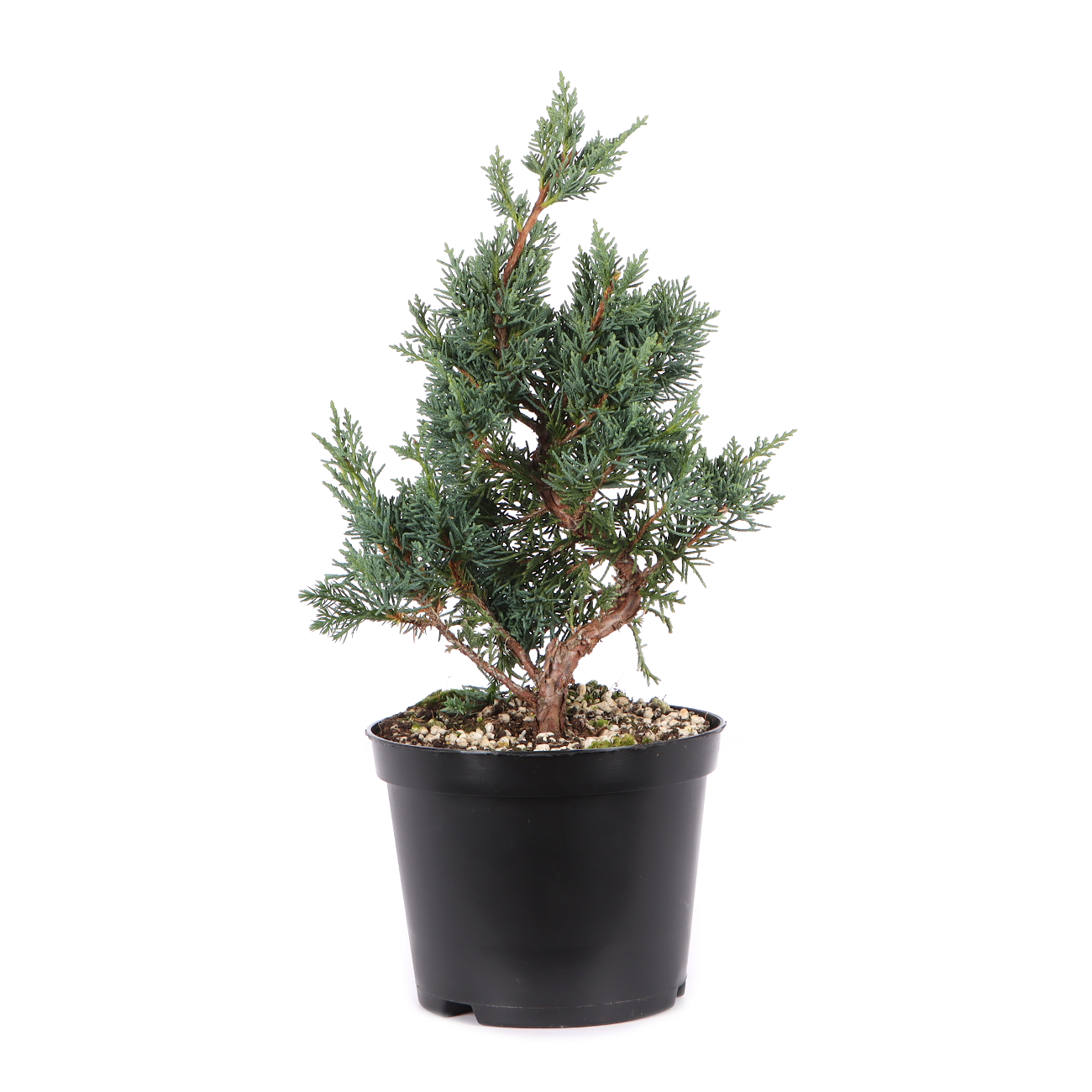 Juniperus chinensis ‘Blaauw‘