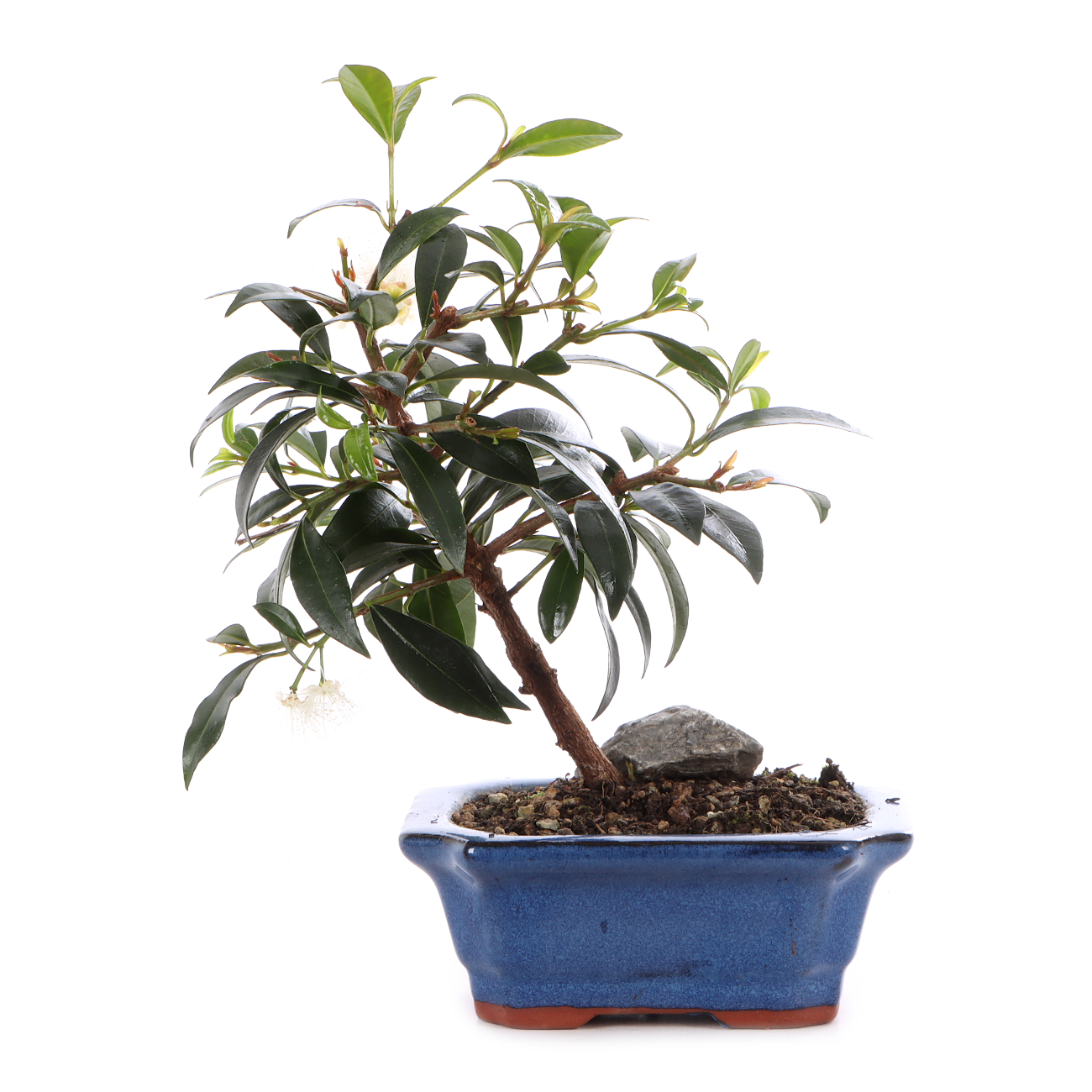 Syzygium paniculatum