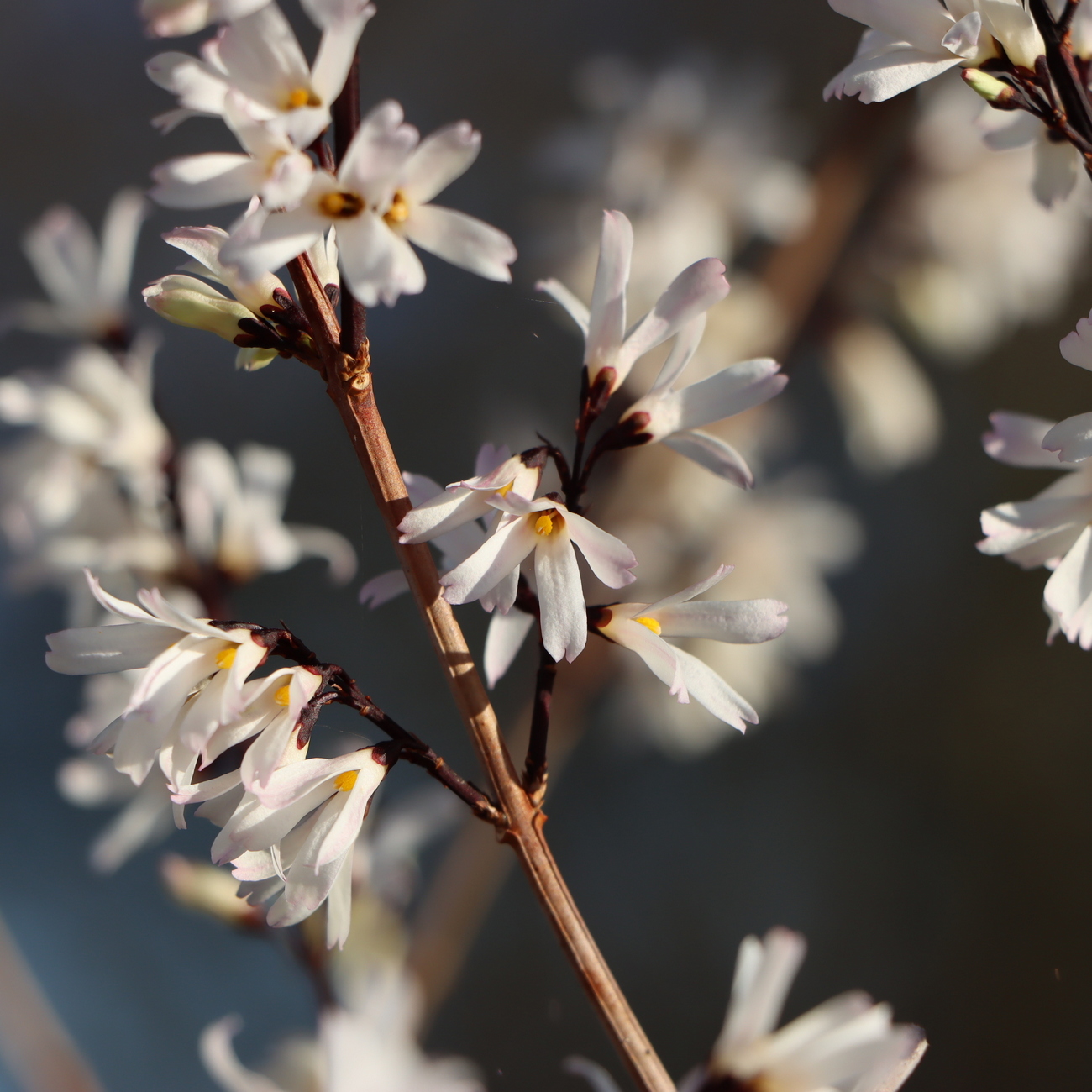 Blüte
