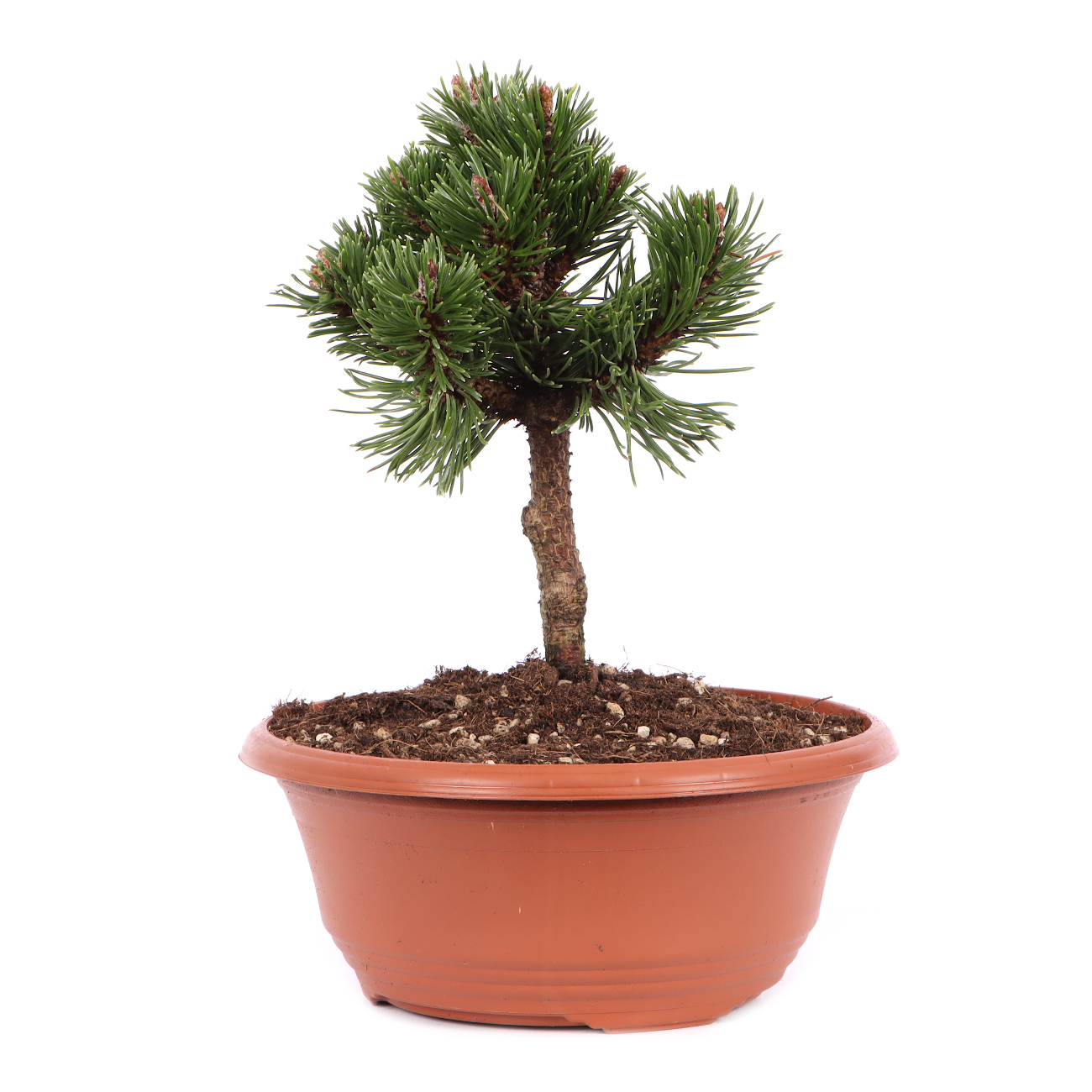 Pinus mugo 'Sherwood Compact'
