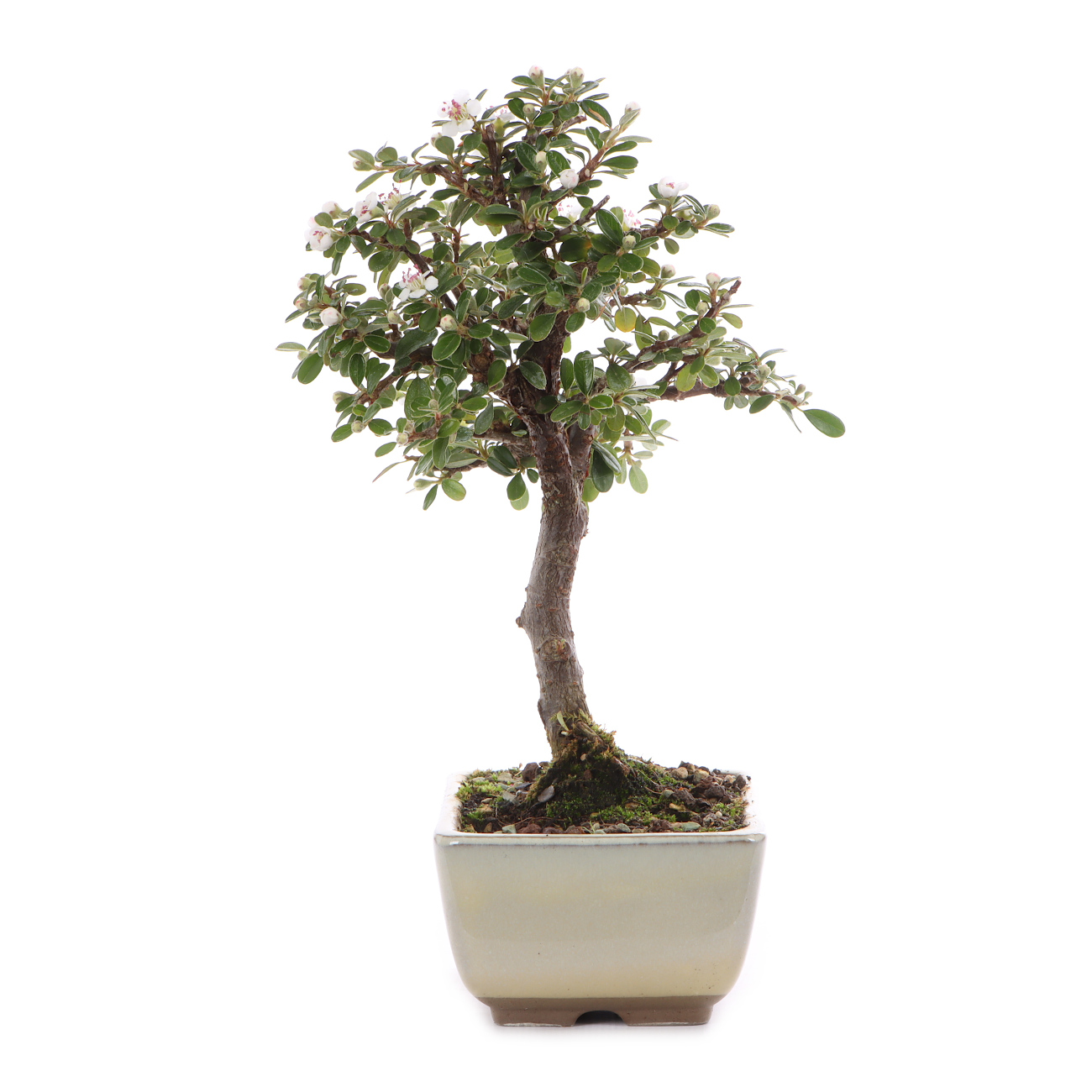 Cotoneaster dammeri 'Skogholm'