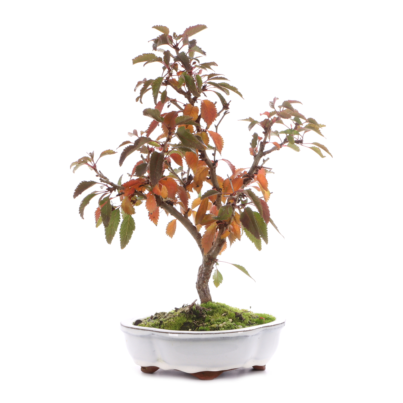Prunus incisa 'Kojou-no-mai'