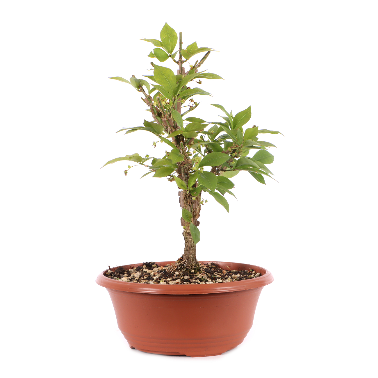 Euonymus alatus