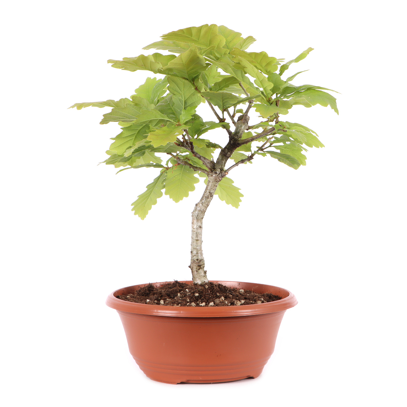 Quercus robur