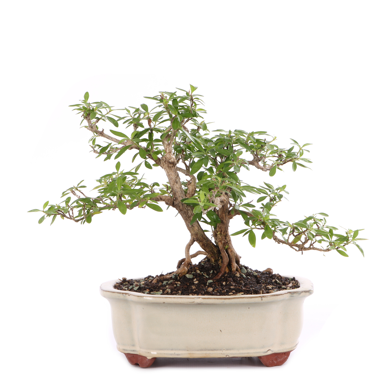 Serissa foetida
