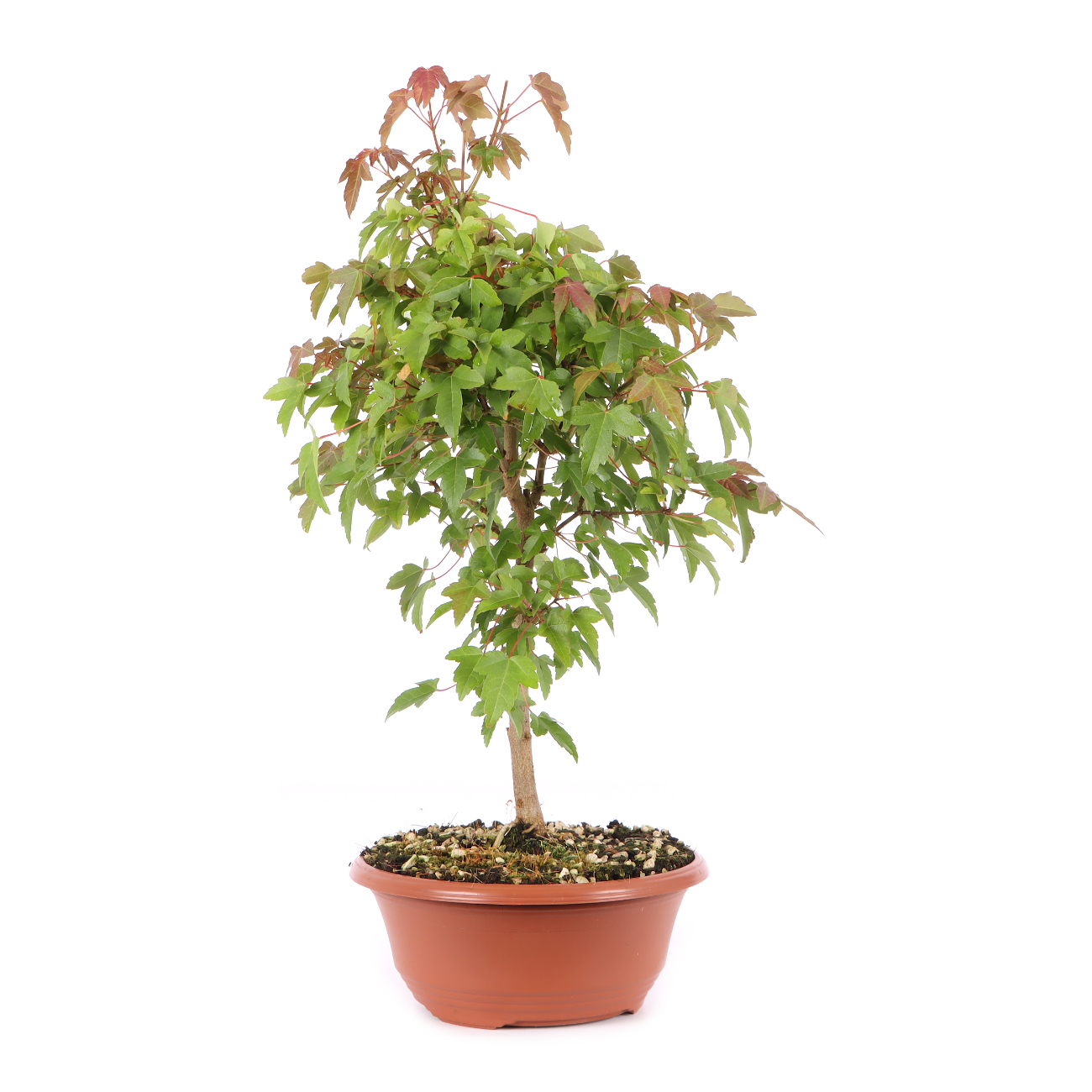 Acer buergerianum