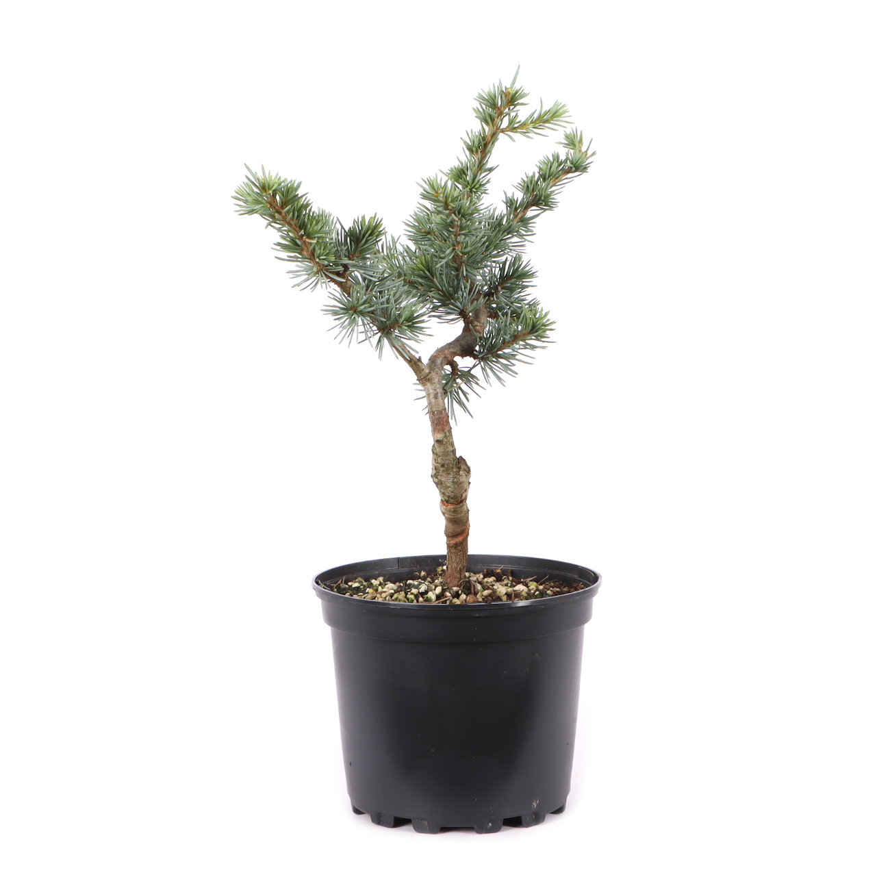 Cedrus atlantica 'Glauca'