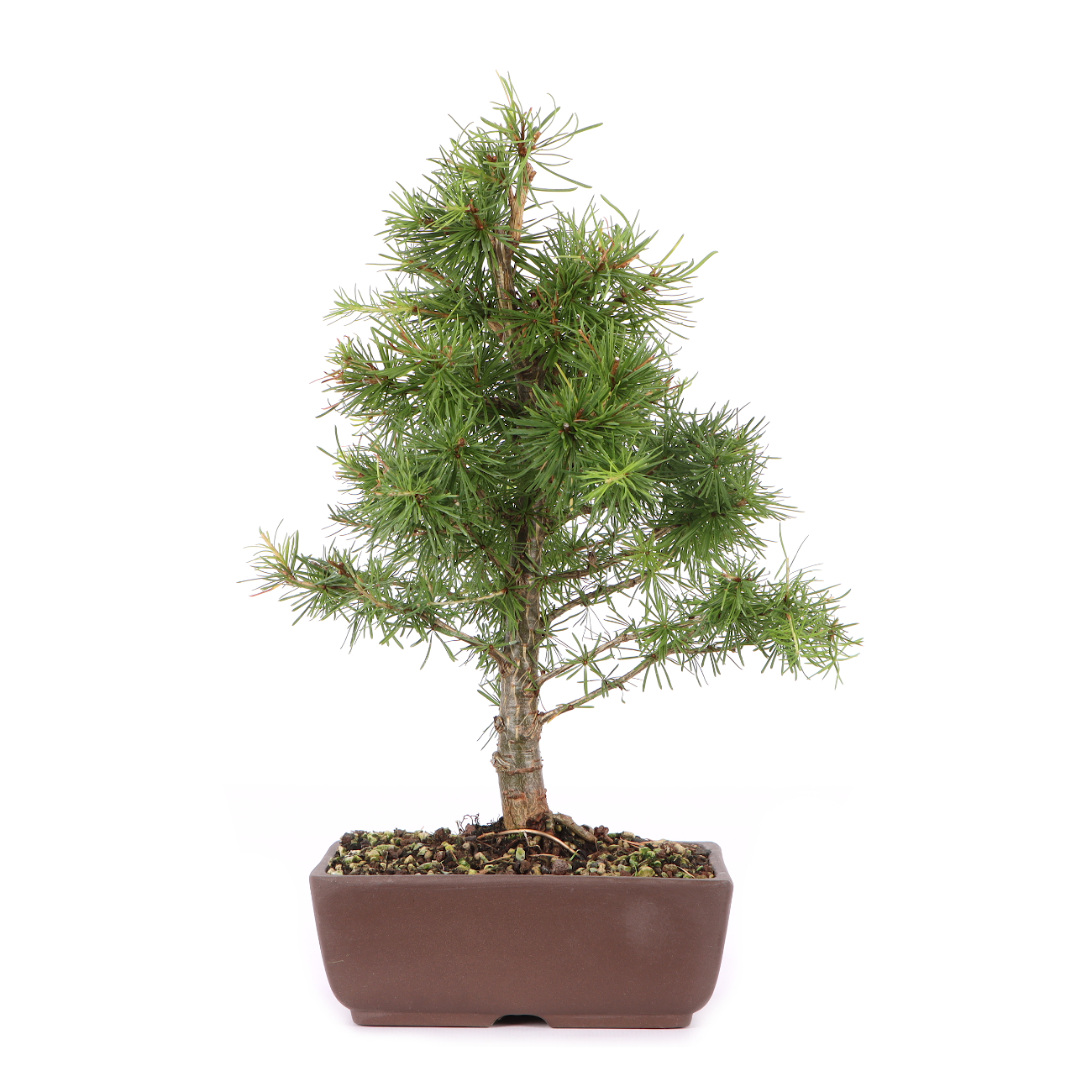 Larix decidua