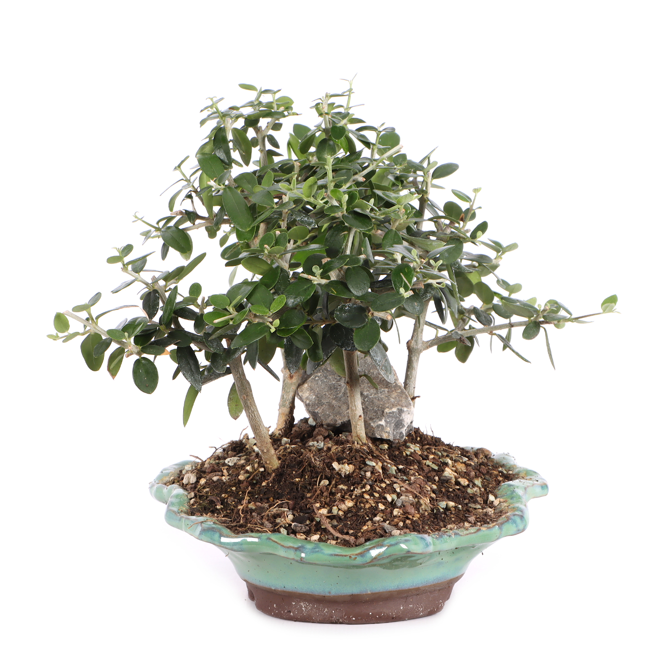 Olea europaea subsp. sylvestris
