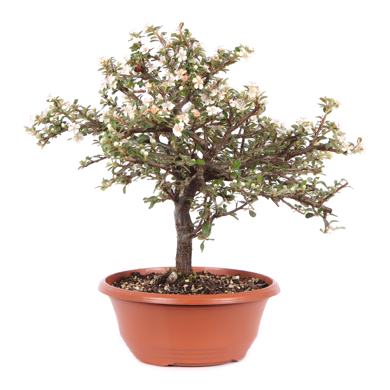 Seitenansicht rechts