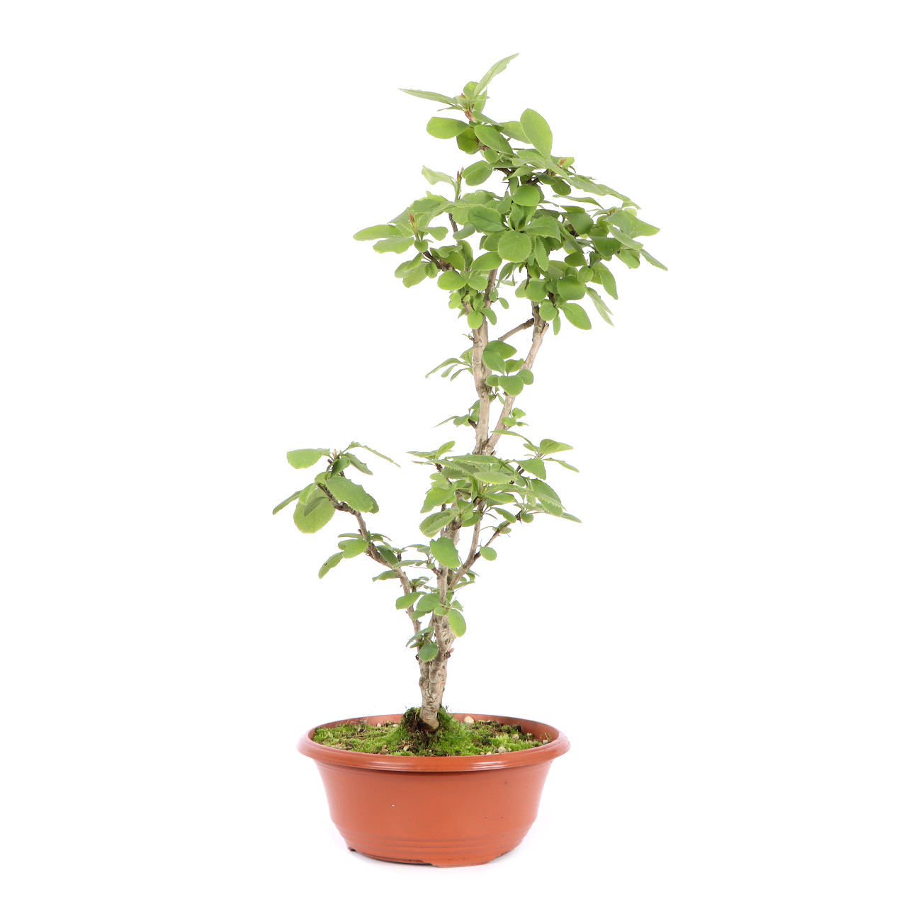 Seitenansicht rechts