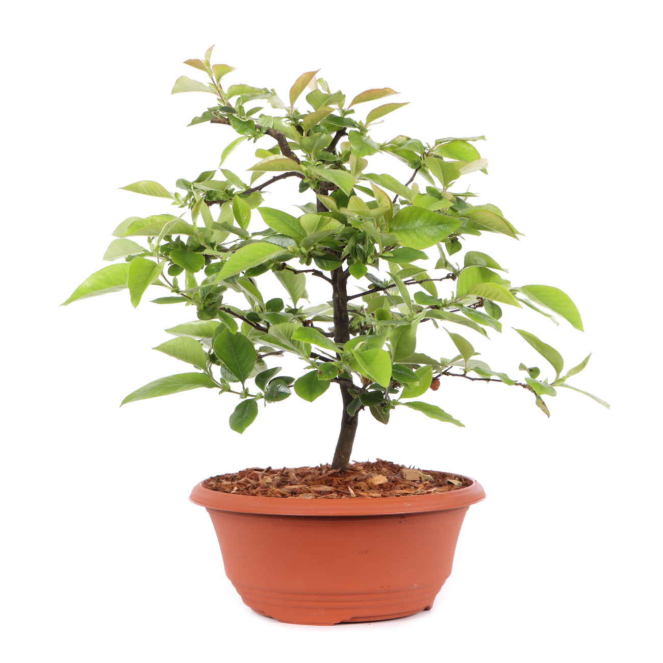 Pseudocydonia sinensis
