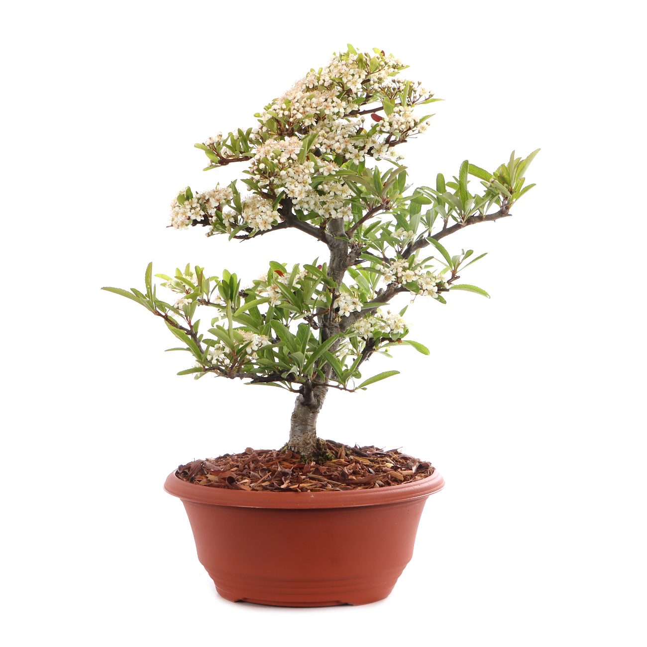 Pyracantha angustifolia