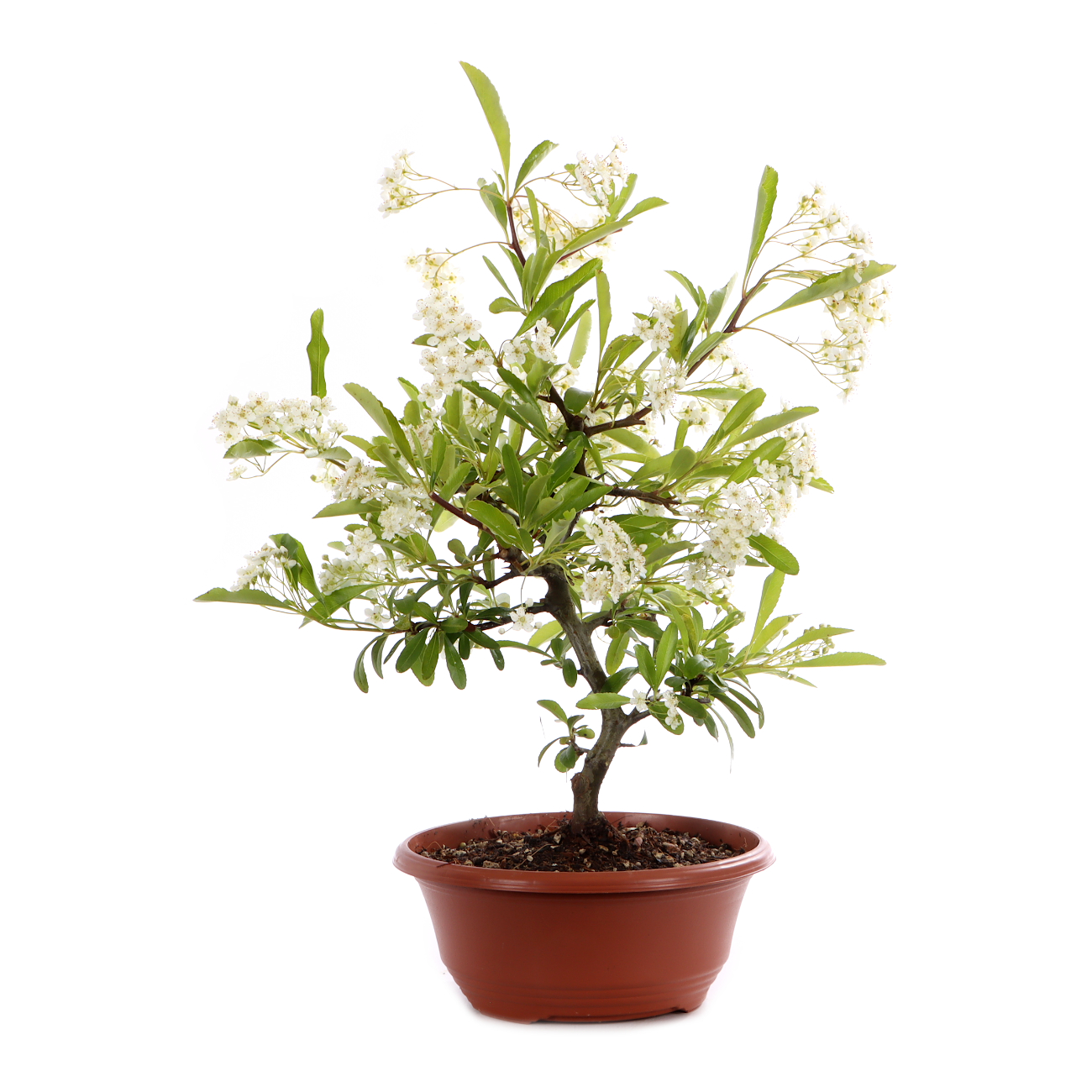 Pyracantha angustifolia