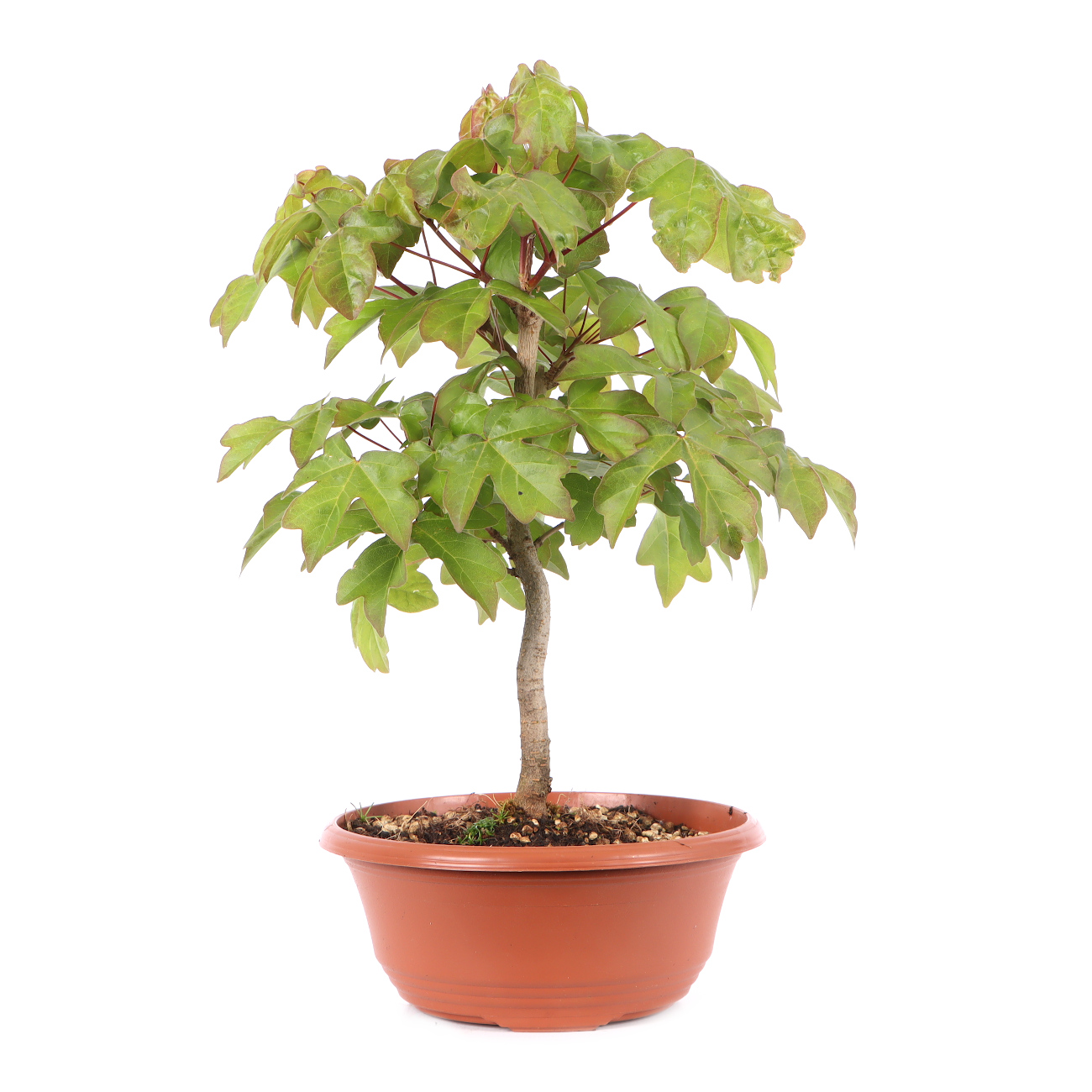 Acer campestre