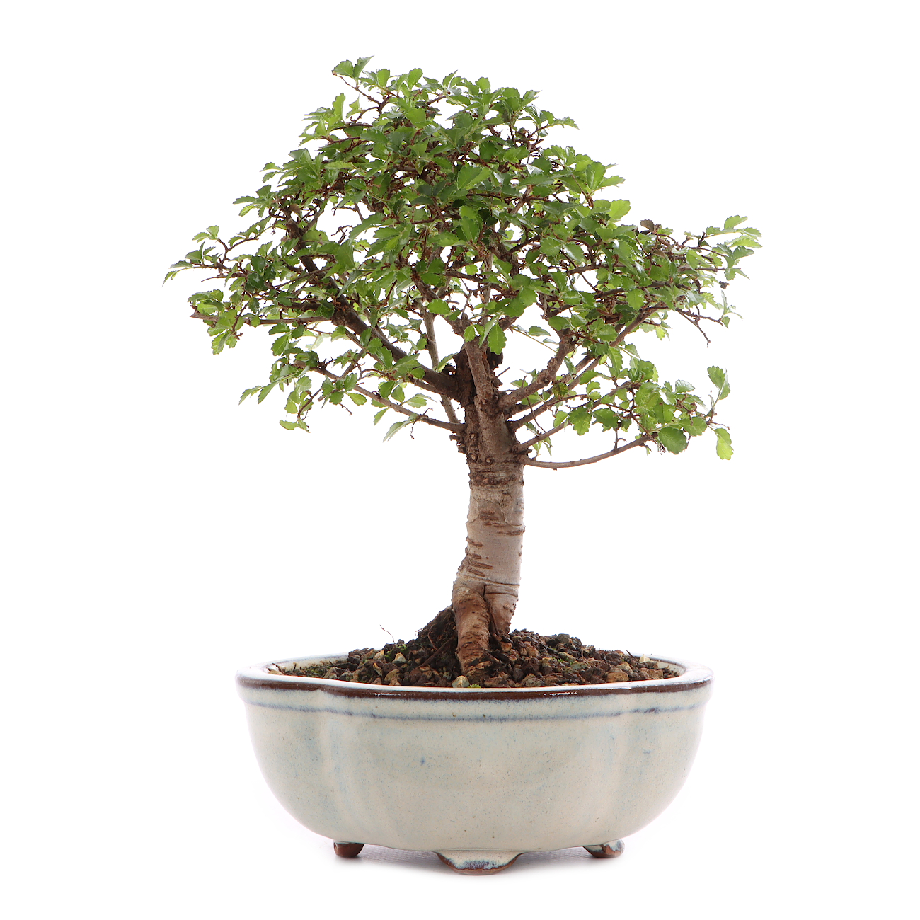 Ulmus parvifolia