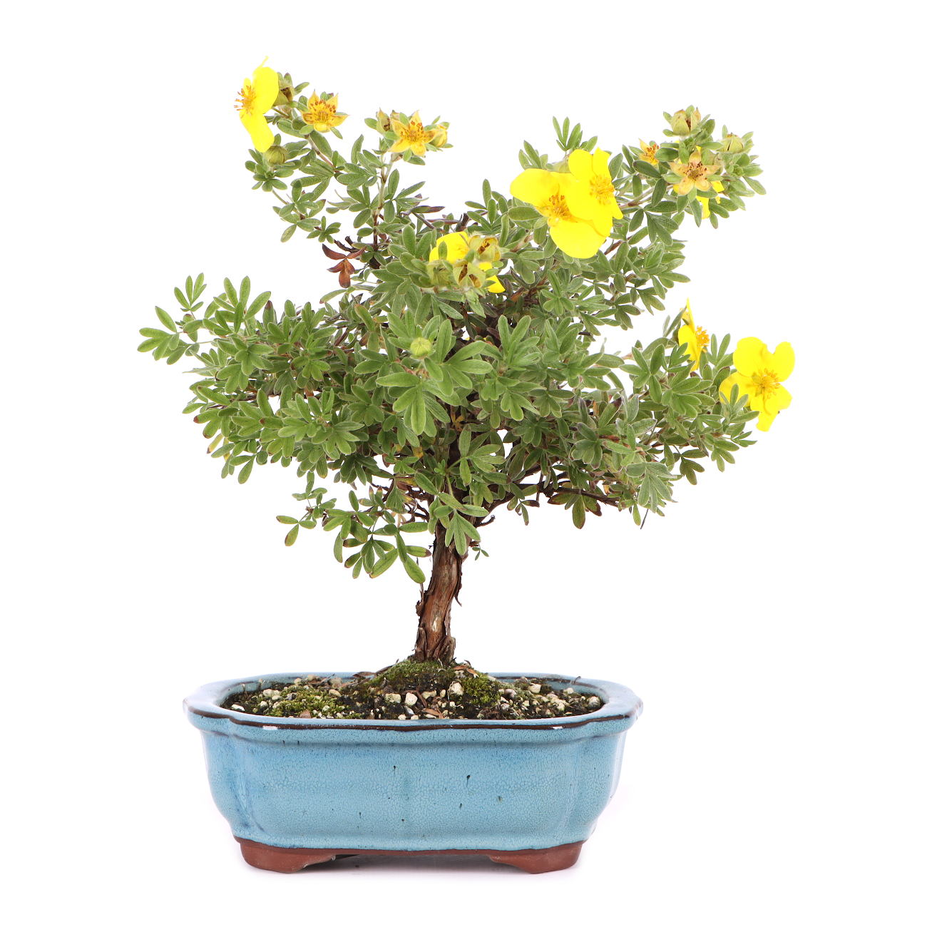 Potentilla fruticosa 'Goldteppich'