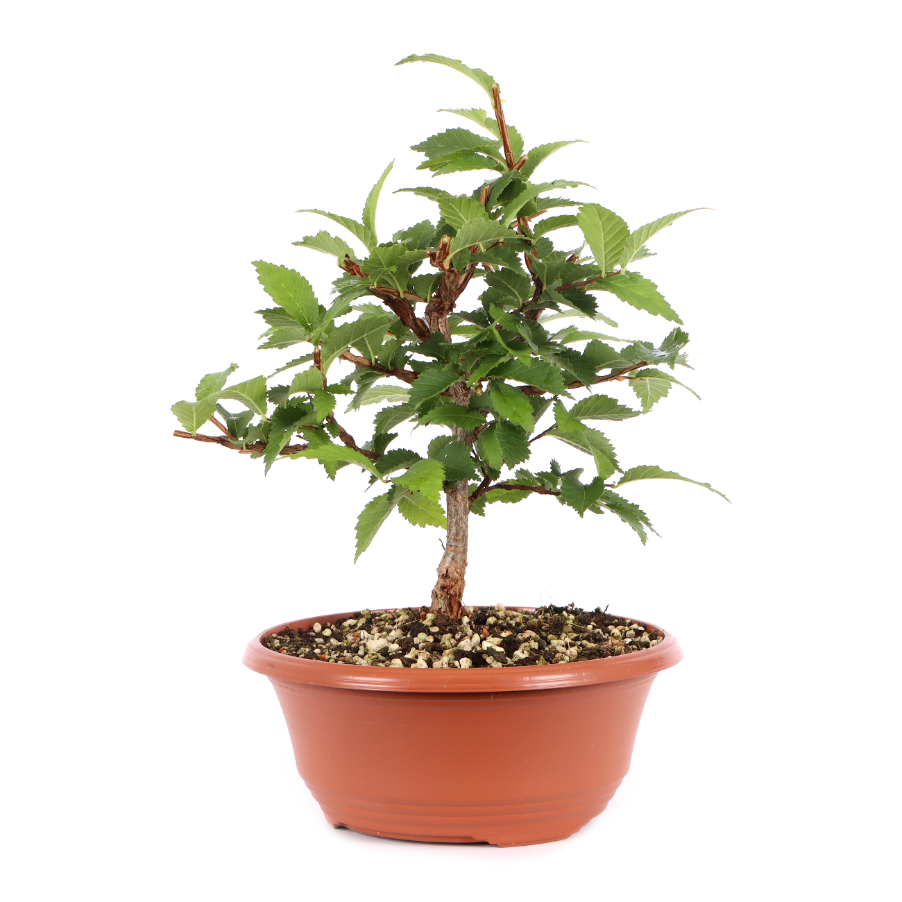 Ulmus minor var.