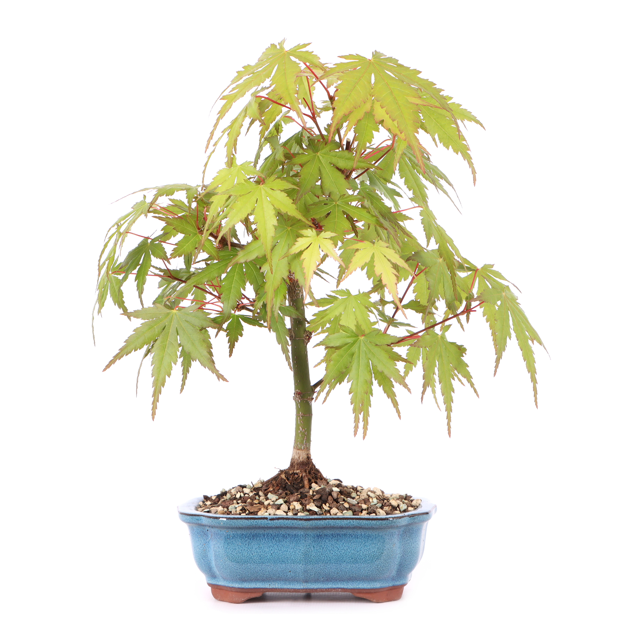 Acer palmatum