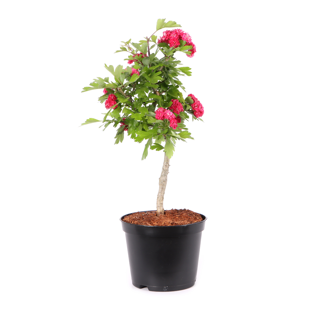 Crataegus laevigata 'Paul's Scarlet'