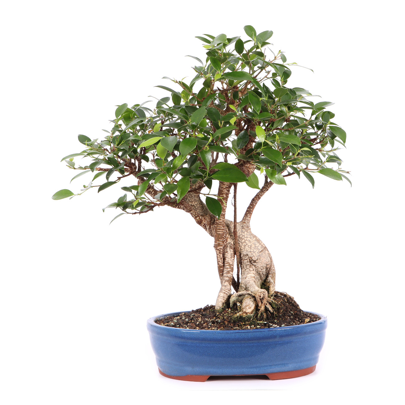 Ficus microcarpa 'Tiger Bark'