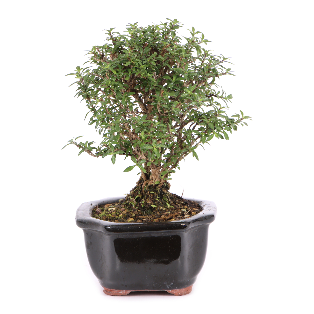 Serissa foetida 'Micro'