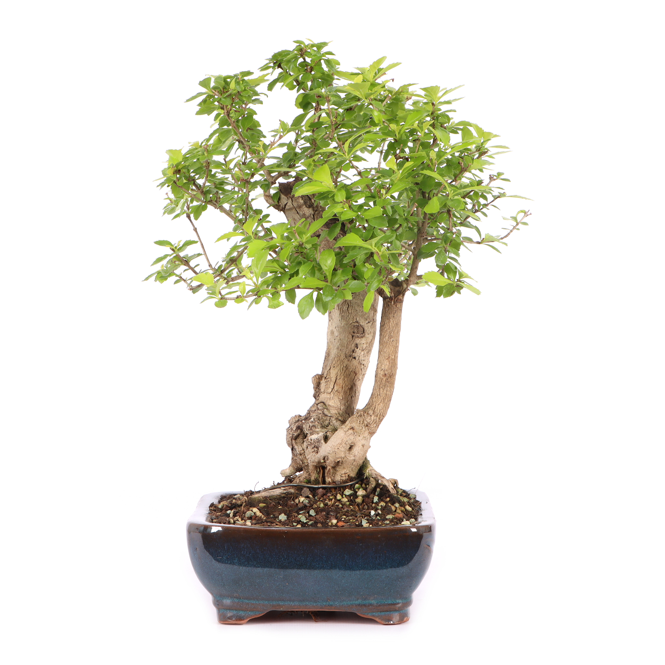 Duranta erecta