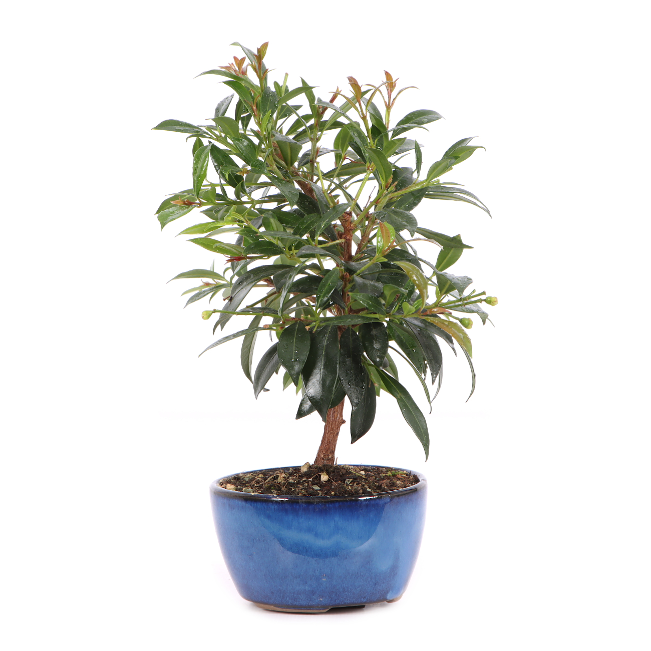 Syzygium paniculatum