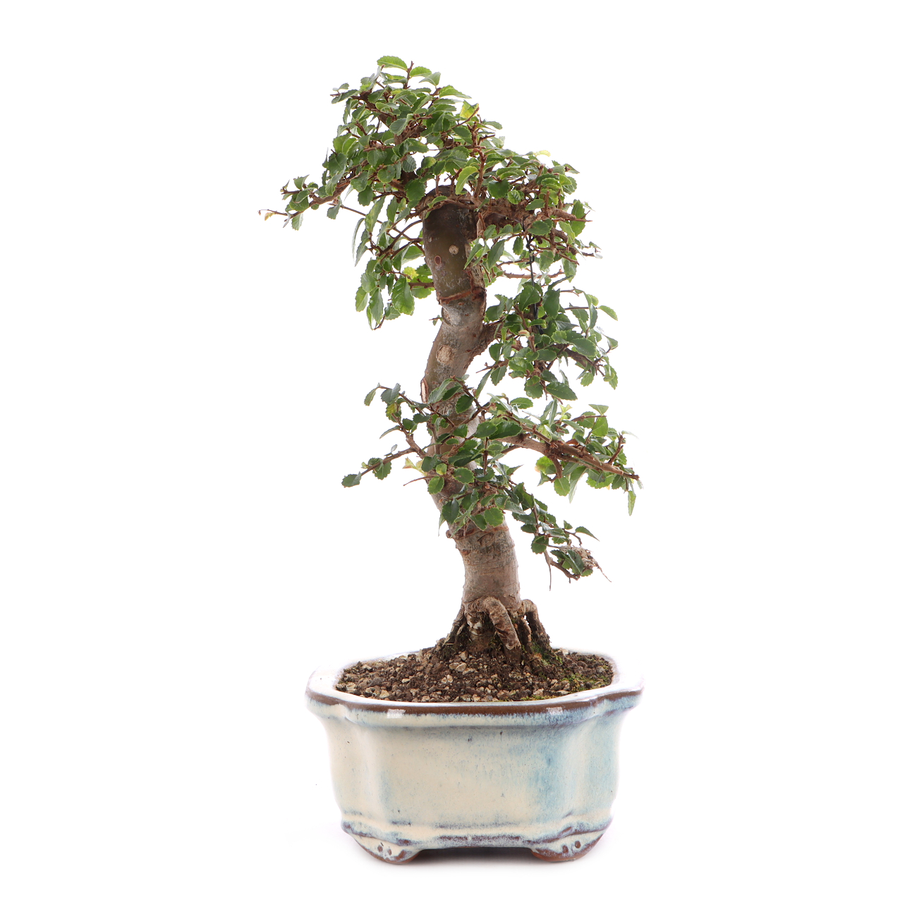 Ulmus parvifolia