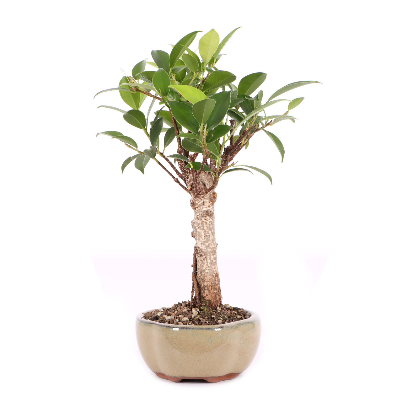 Ficus microcarpa 'Tiger Bark'