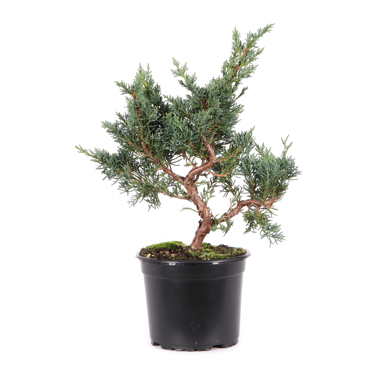 Juniperus chinensis ‘Blaauw‘