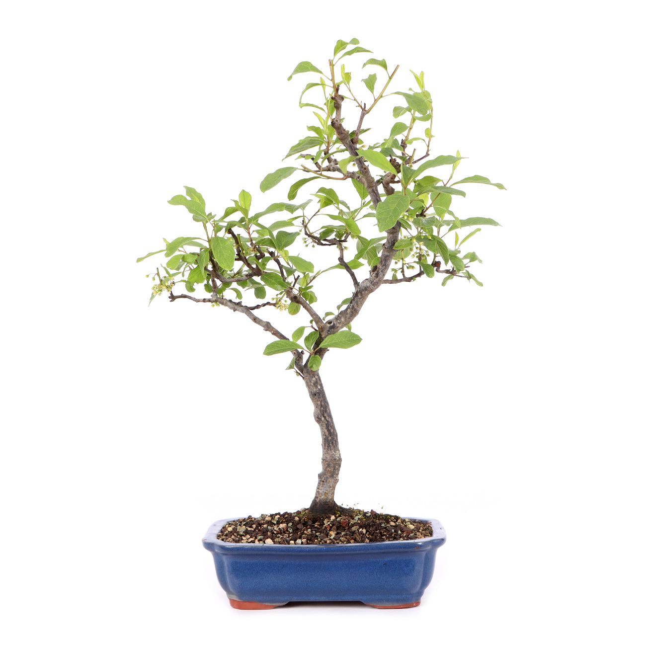 Rhamnus frangula