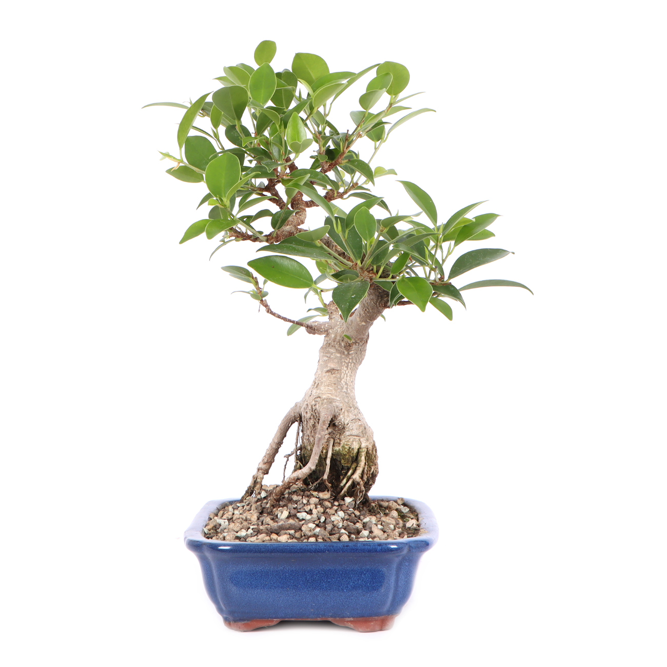 Seitenansicht rechts