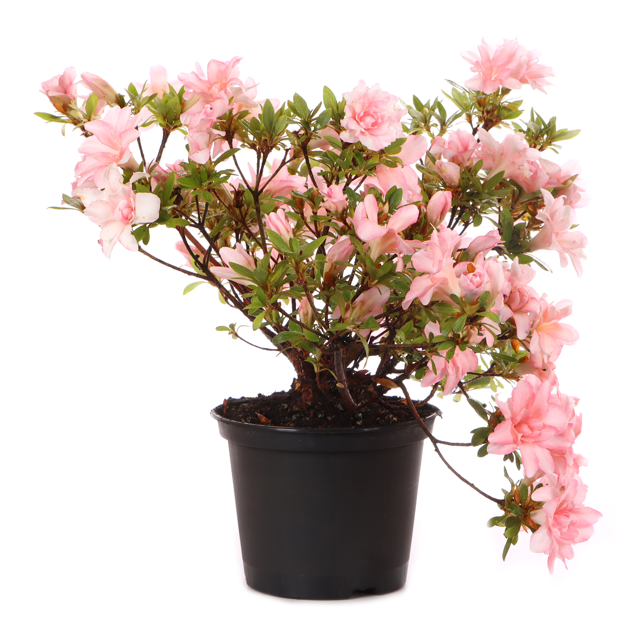 Rhododendron indicum 'Hotaru'