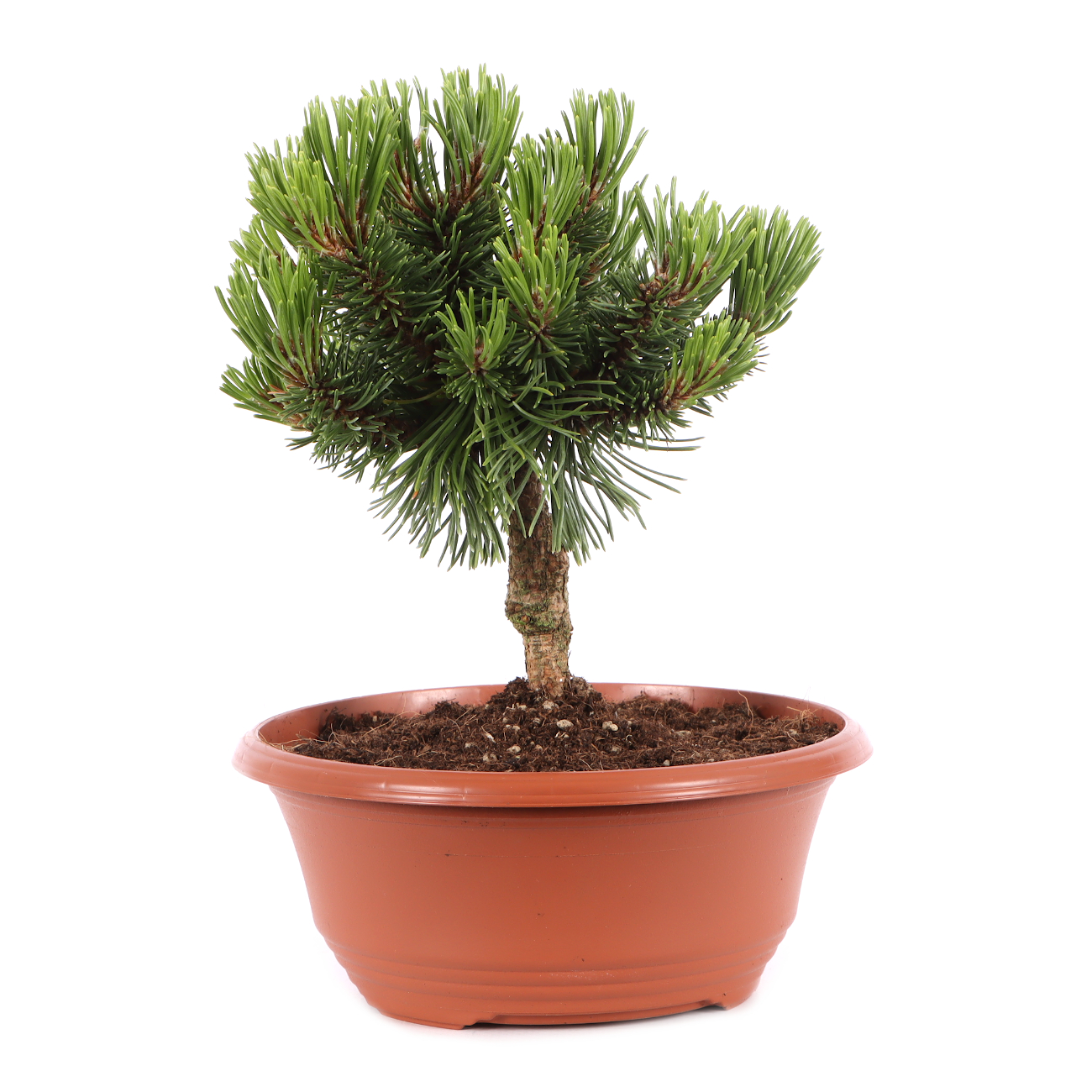 Pinus mugo 'Sherwood Compact'