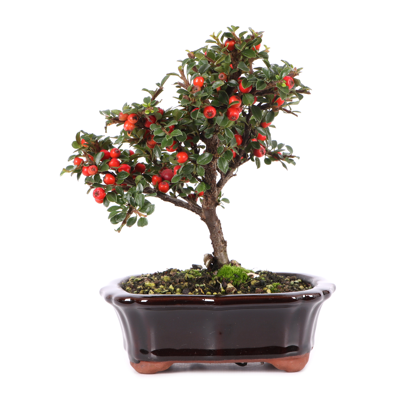 Cotoneaster praecox