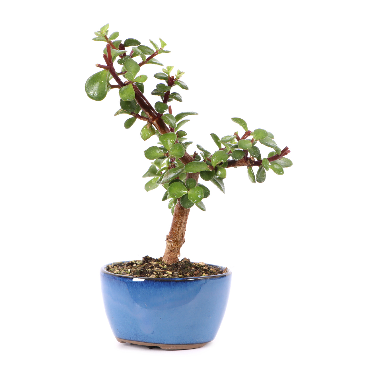 Portulacaria afra