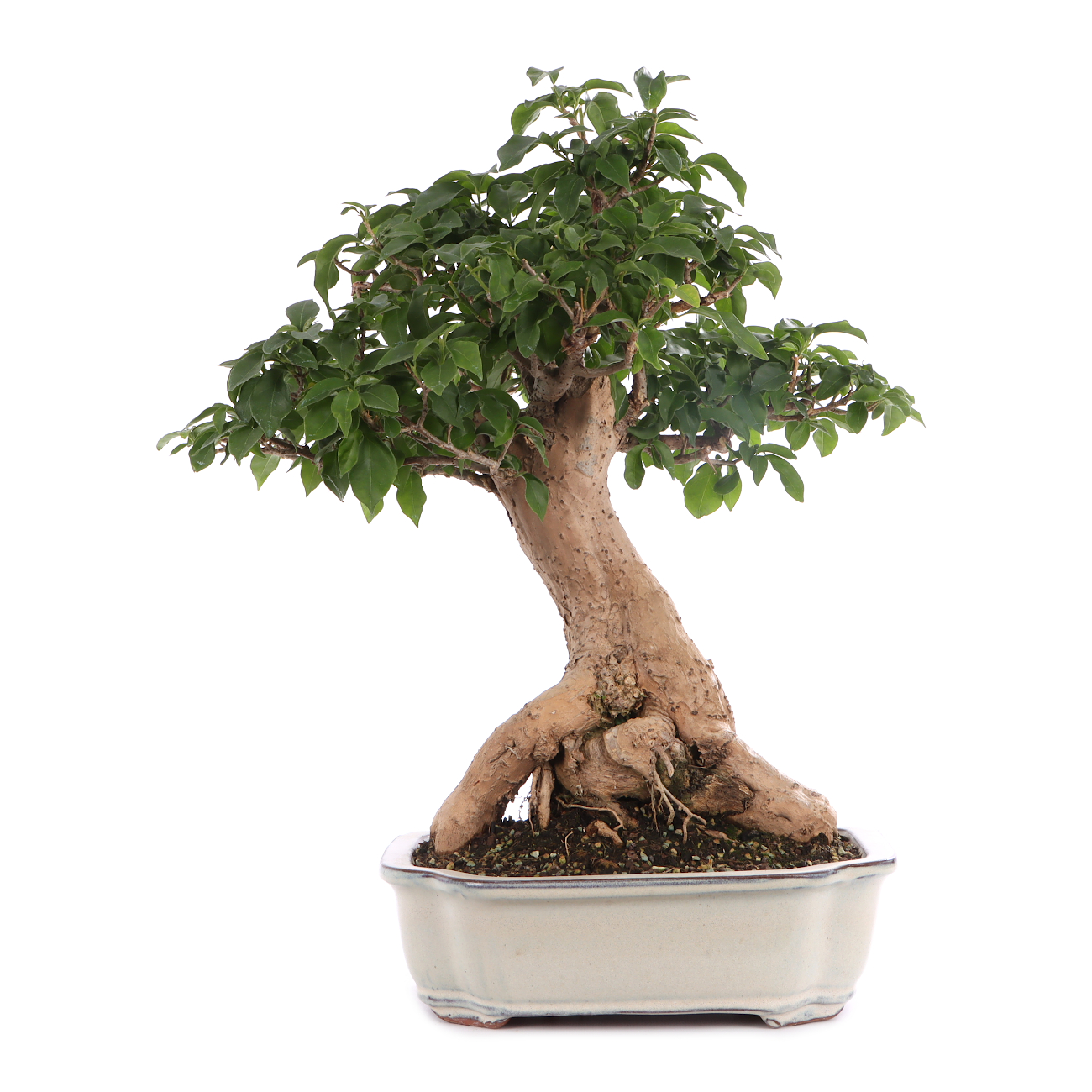 Bougainvillea glabra