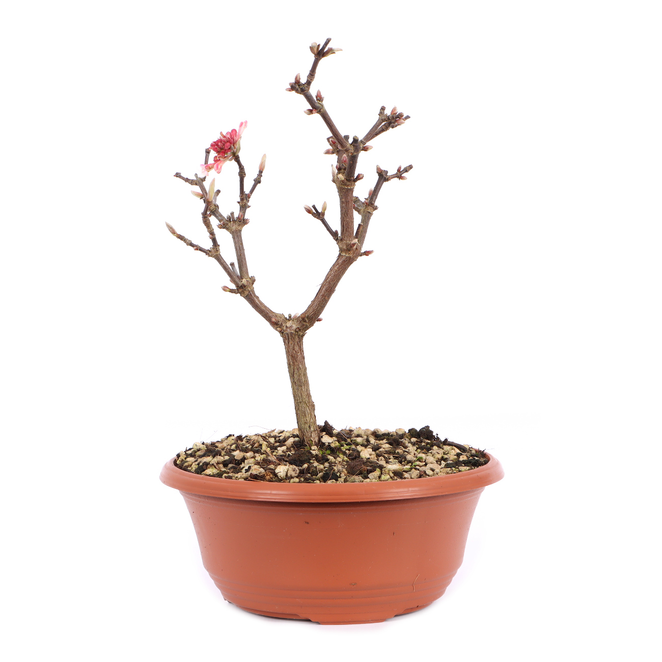 Viburnum x bodnantense 'Dawn'