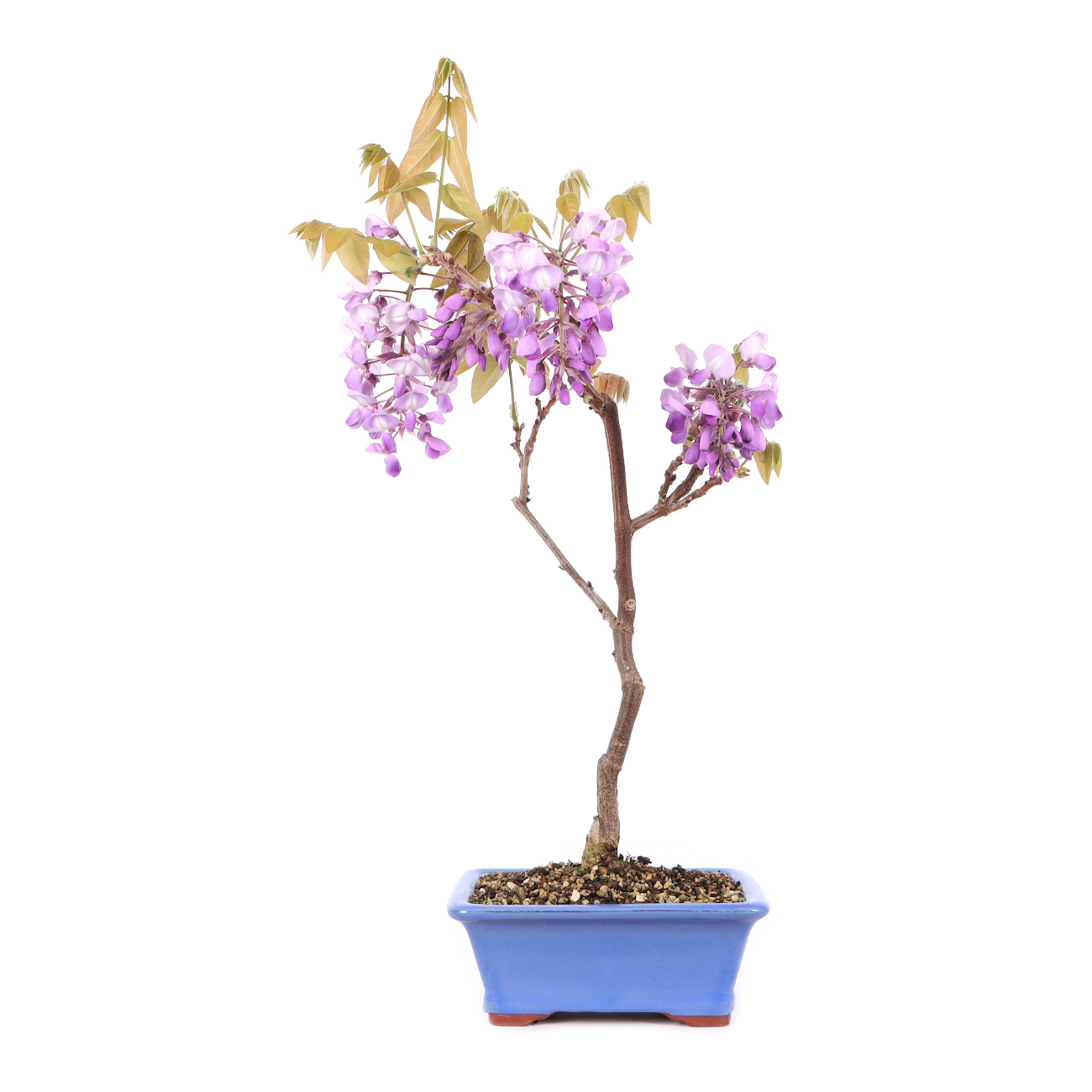 Wisteria brachybotrys 'Okayama'