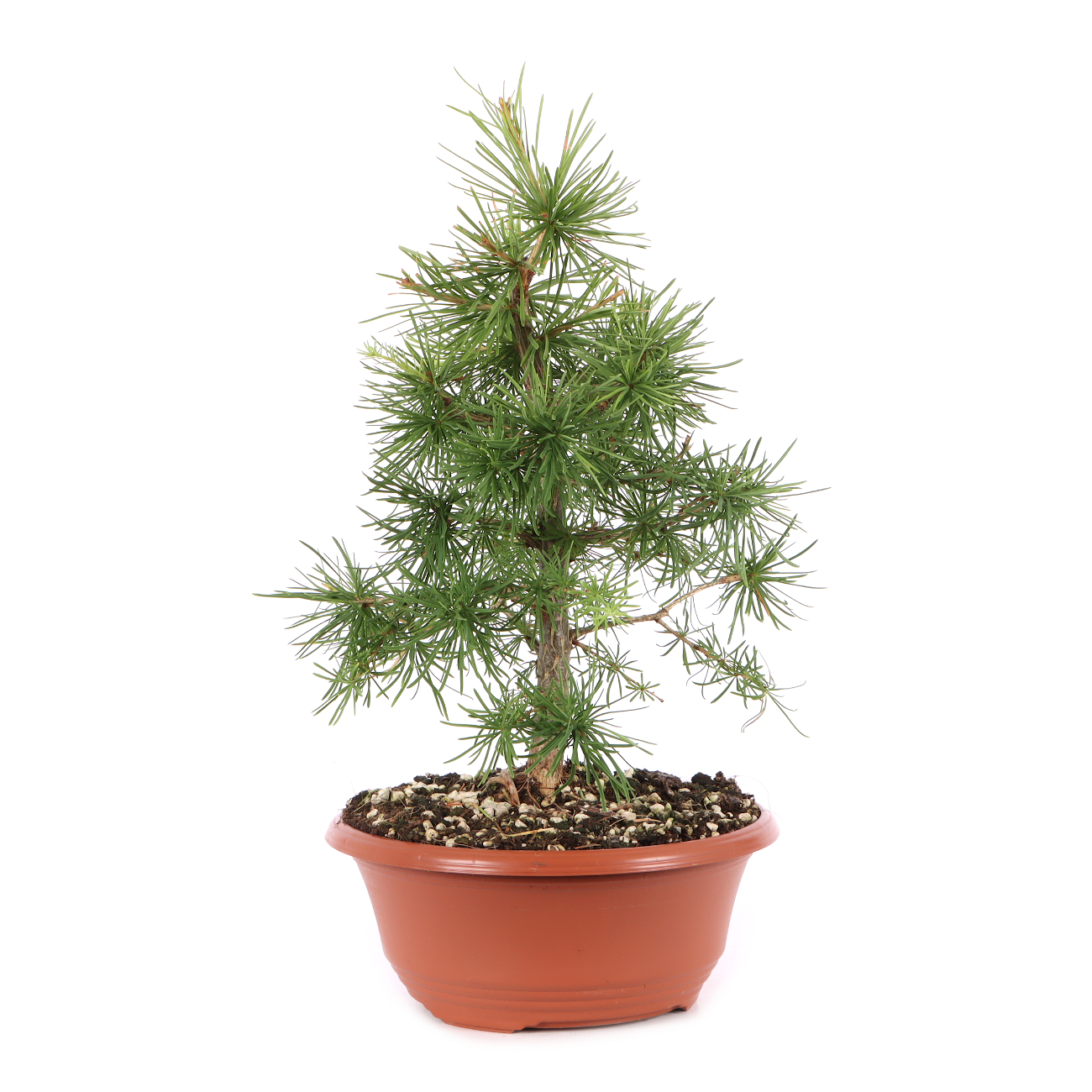 Larix decidua