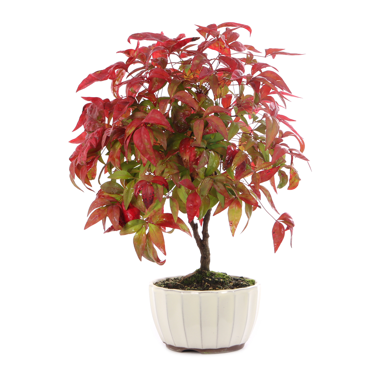 Nandina domestica 'Fire Power'