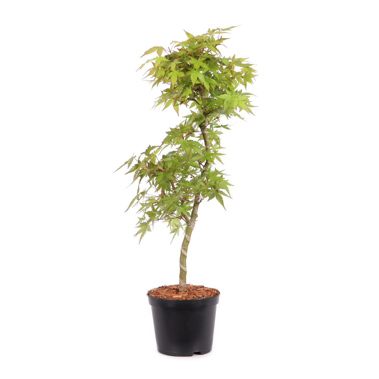 Acer palmatum