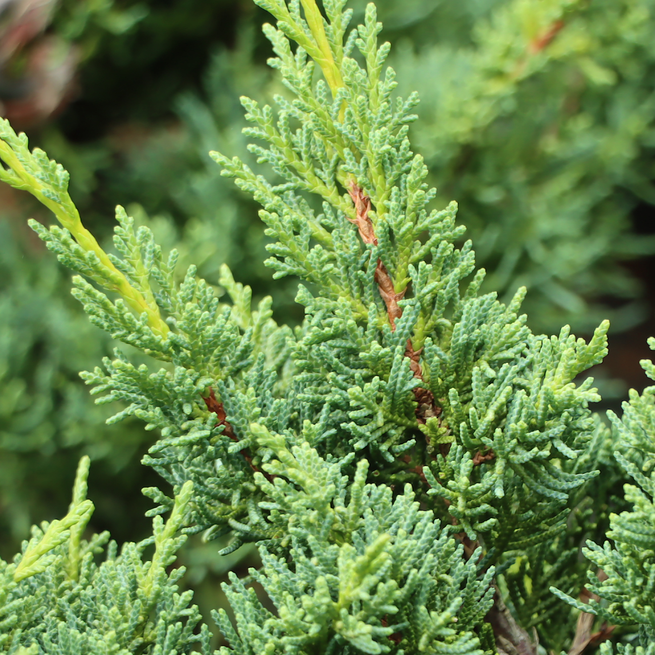 Juniperus chinensis 'Blaauw'